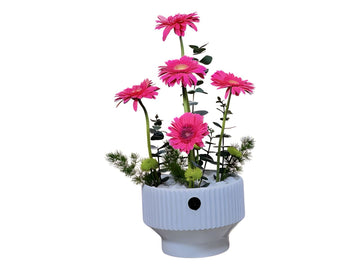 Elegant Gerbera